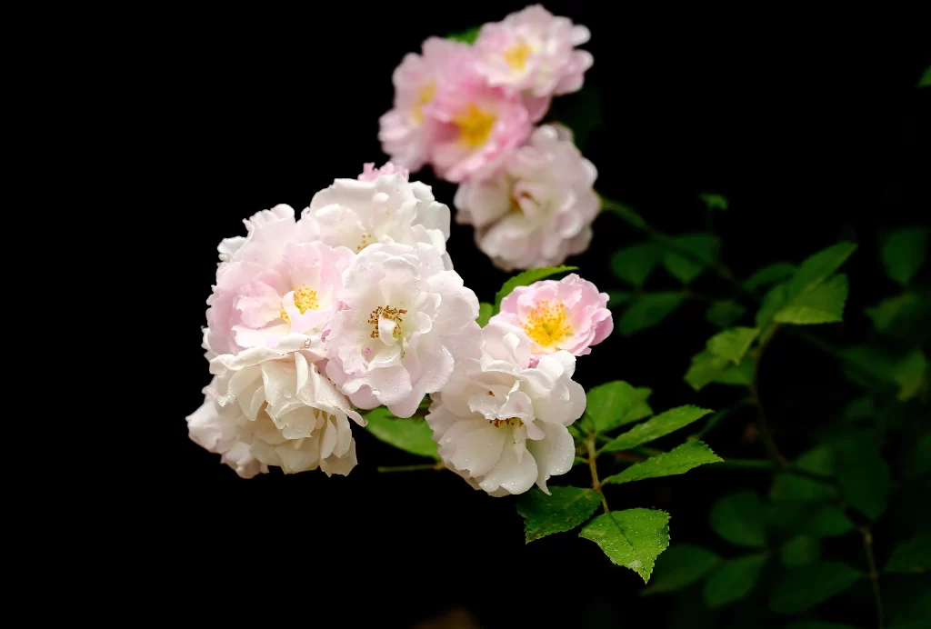 Pink White Rose Petals Yellow Center Green dark Leaves