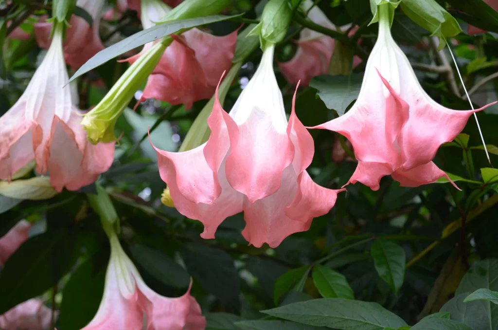 Pink White Trumpet Petals Hanging