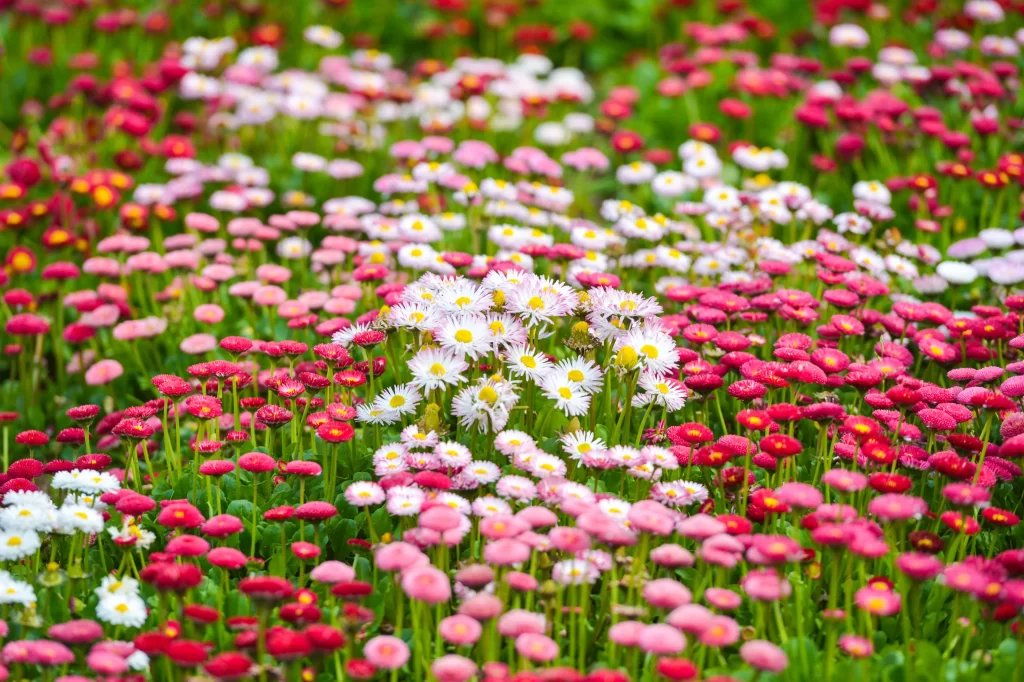 Pink White Yellow Daisy Petals Green