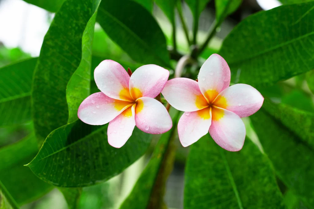 Pink White Yellow Petals Leaves Dewdrops