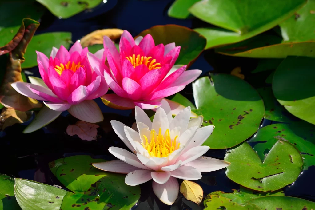 Pink White Yellow Petals Lily Pond