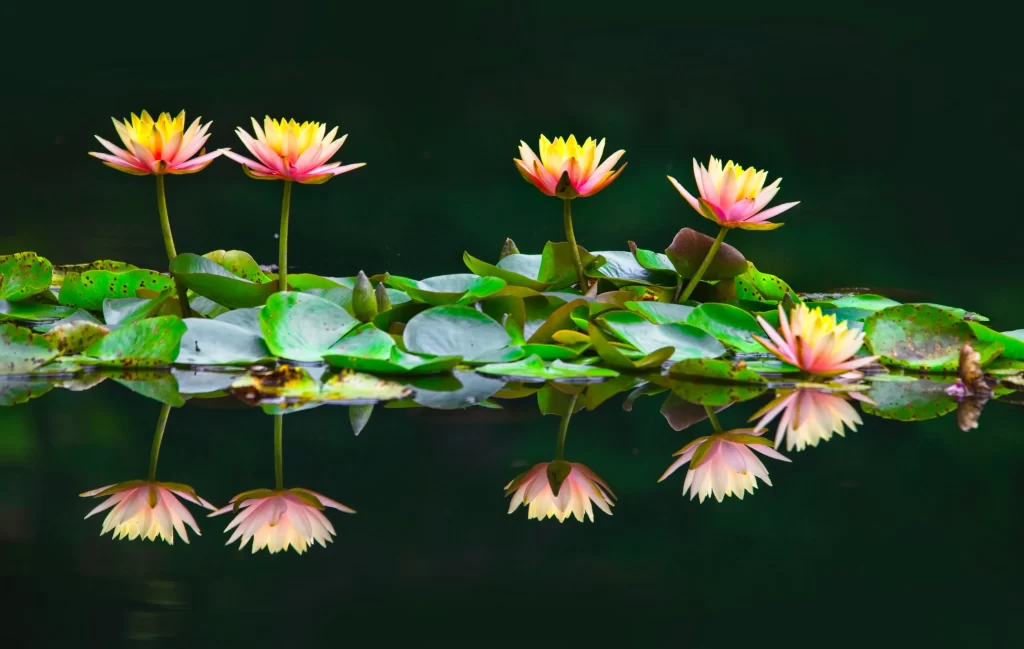 Pink Yellow Lily Petals Water Reflection