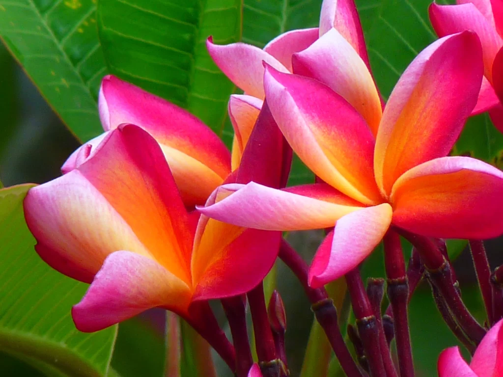 Pink Yellow Orange Plumeria Petals Green Leaves