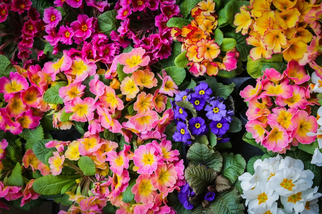 Pink Yellow Orange Purple White Primrose Petals