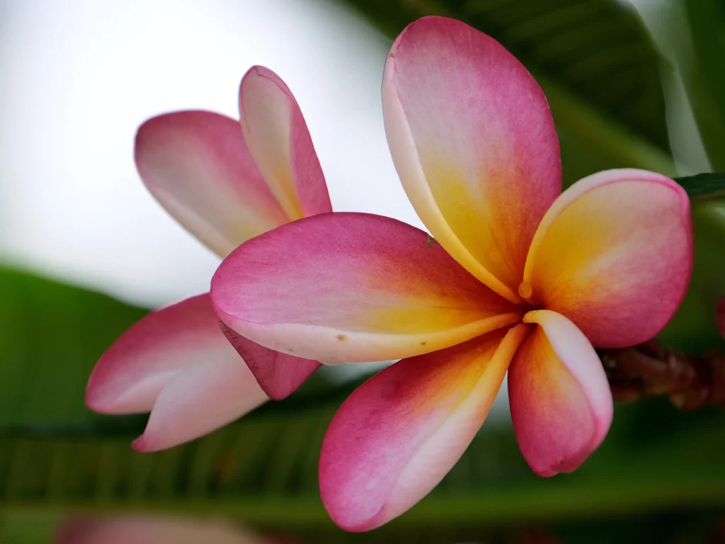 Pink Yellow Plumeria Petals Gradient Green Leaves