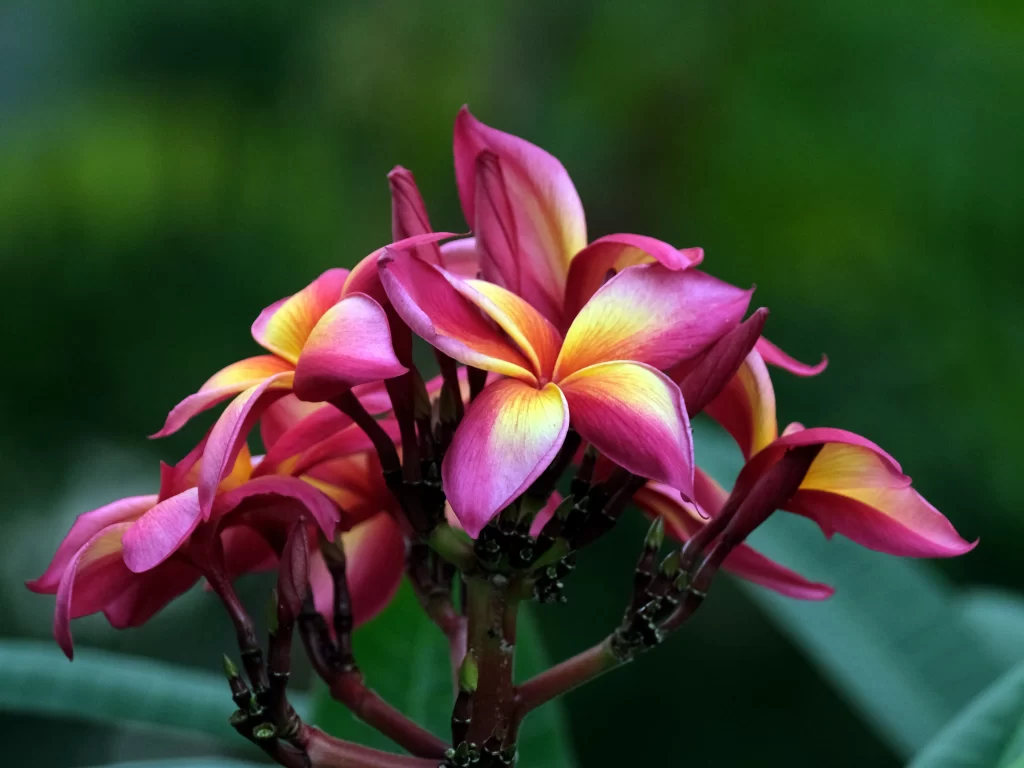 Pink Yellow Plumeria Petals Vibrant Nature