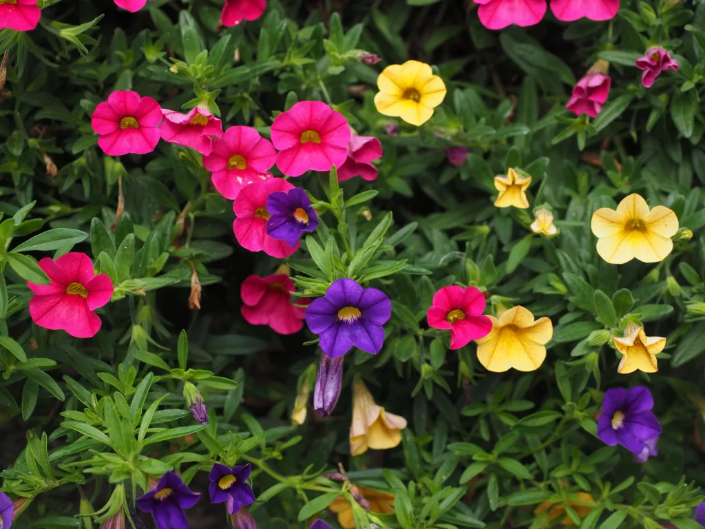 Pink Yellow Purple Petals Blooming Dense