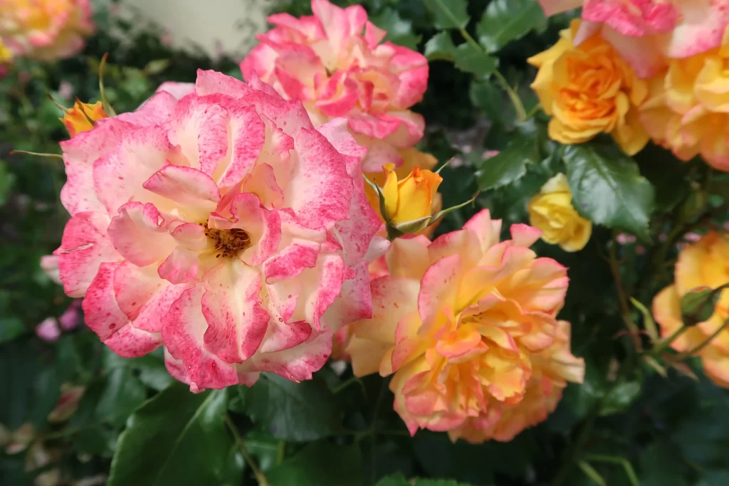 Pink Yellow Rose Petals Blooming