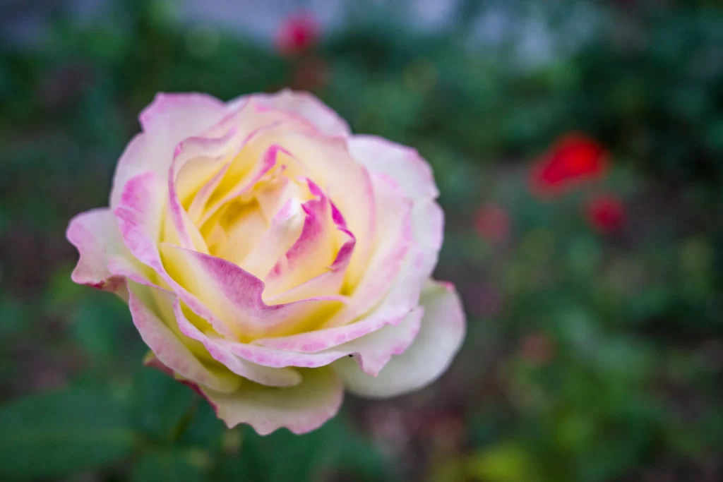 Pink Yellow Rose Petals Bloom Garden