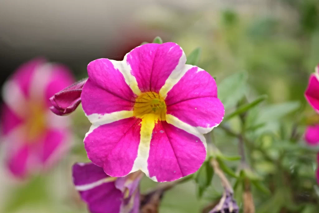 Pink Yellow White Petals Morning Glory