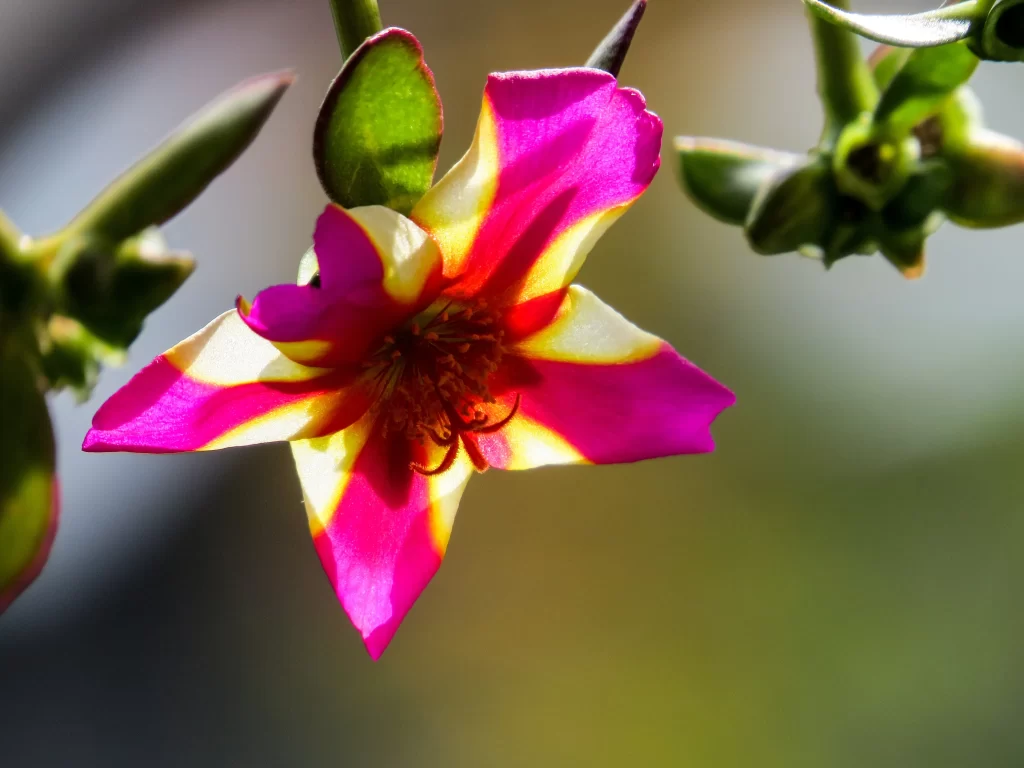Pink Yellow White Petals Central Stamen
