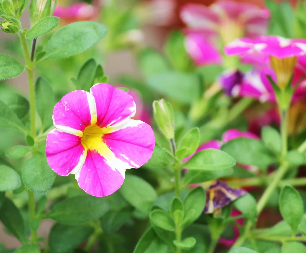 Pink Yellow White Petals Blooming