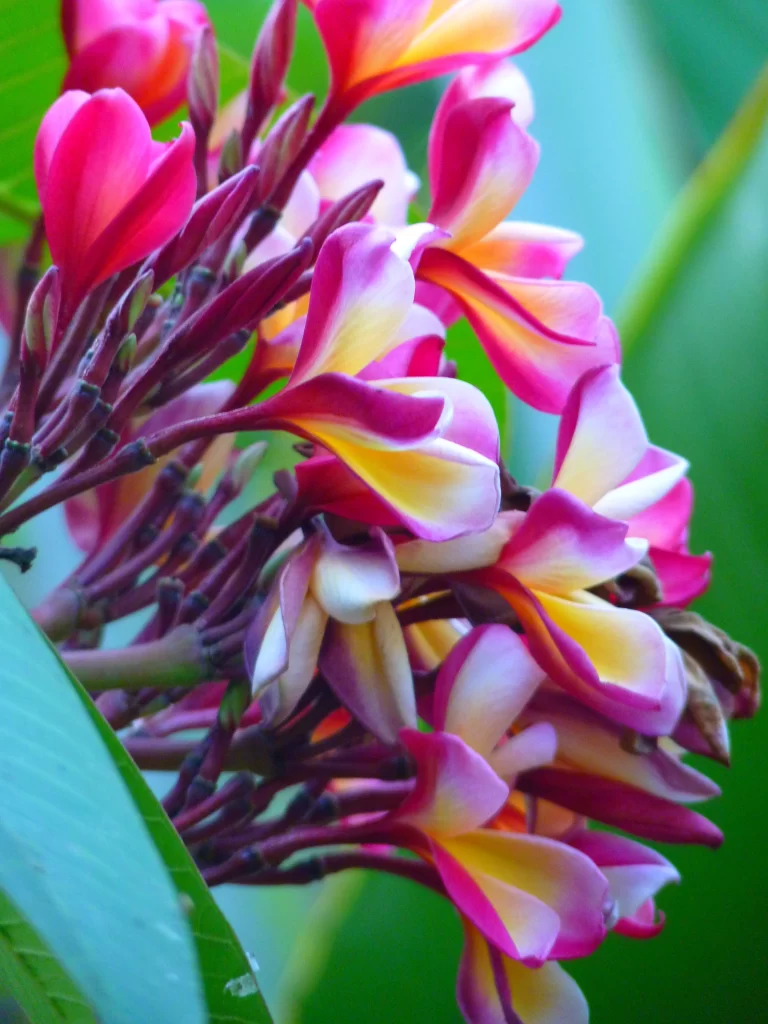 Pink Yellow White Petals Tropical