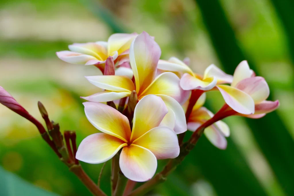 Pink Yellow White Petals Tropical Plumeria