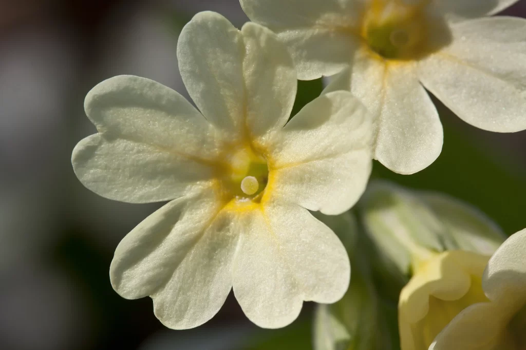 Primrose White Petals Yellow Center Delicate