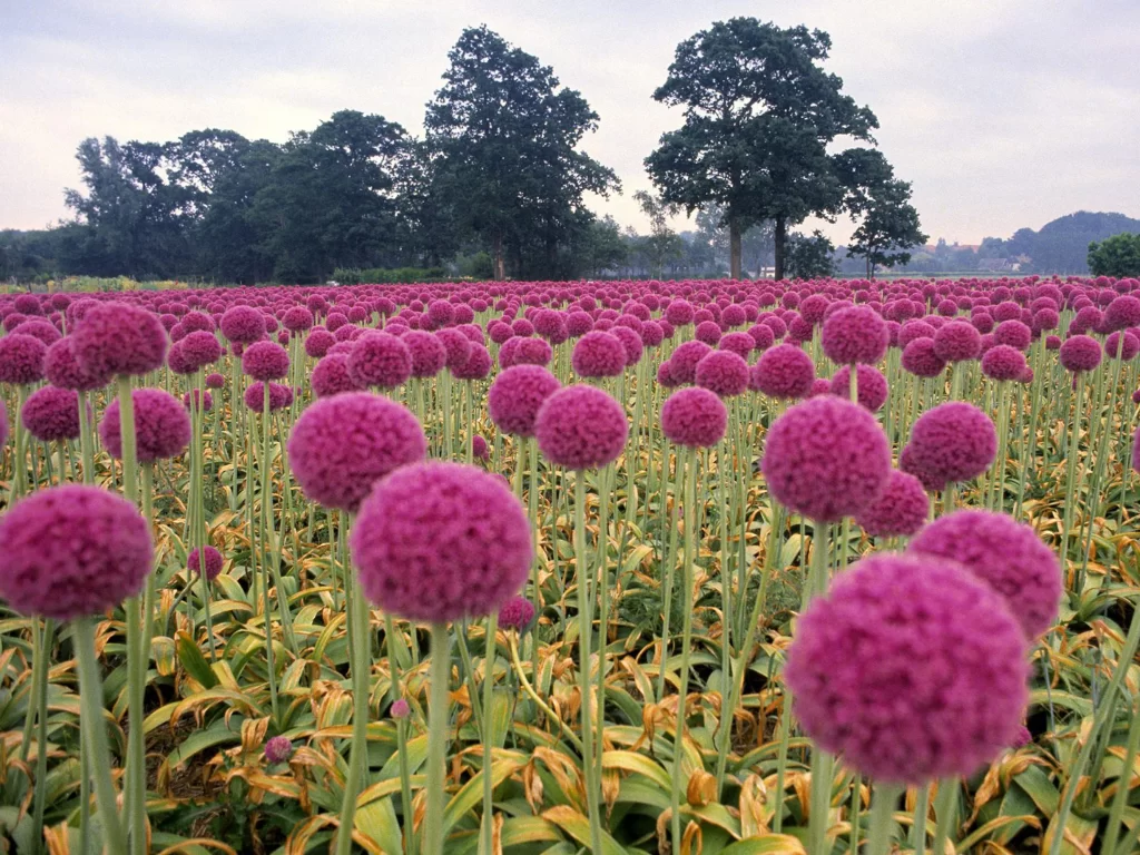 Purple Allium Round Dense Cluster Green Stems
