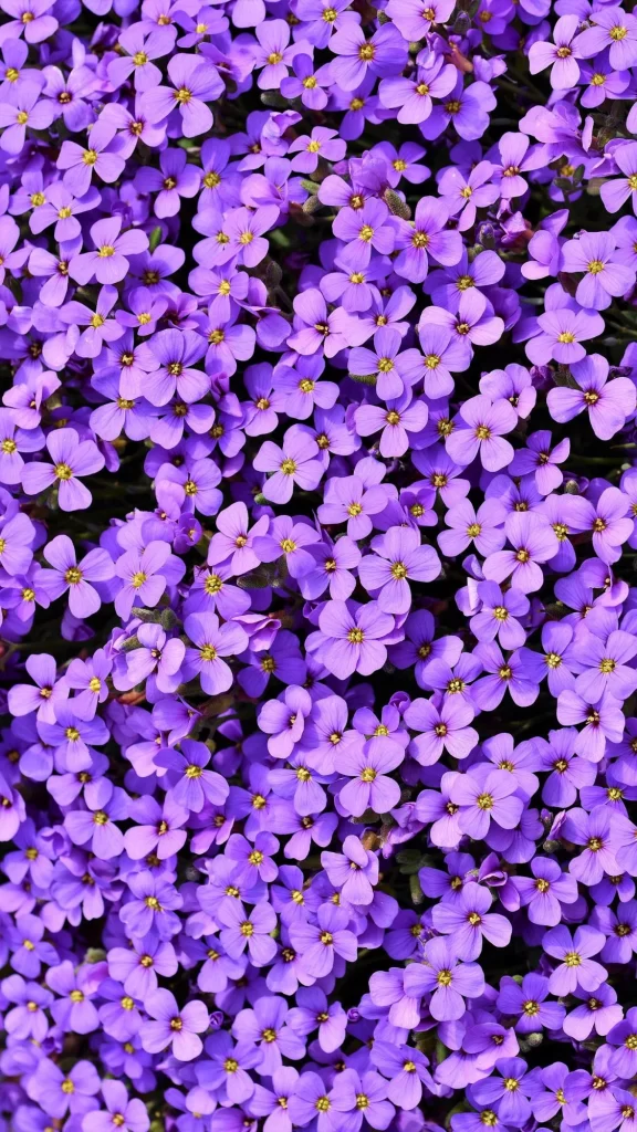 Purple Blooms Petals Yellow Centers Dense Cluster