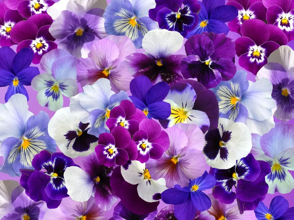 Purple Blue White Yellow Pansy Petals