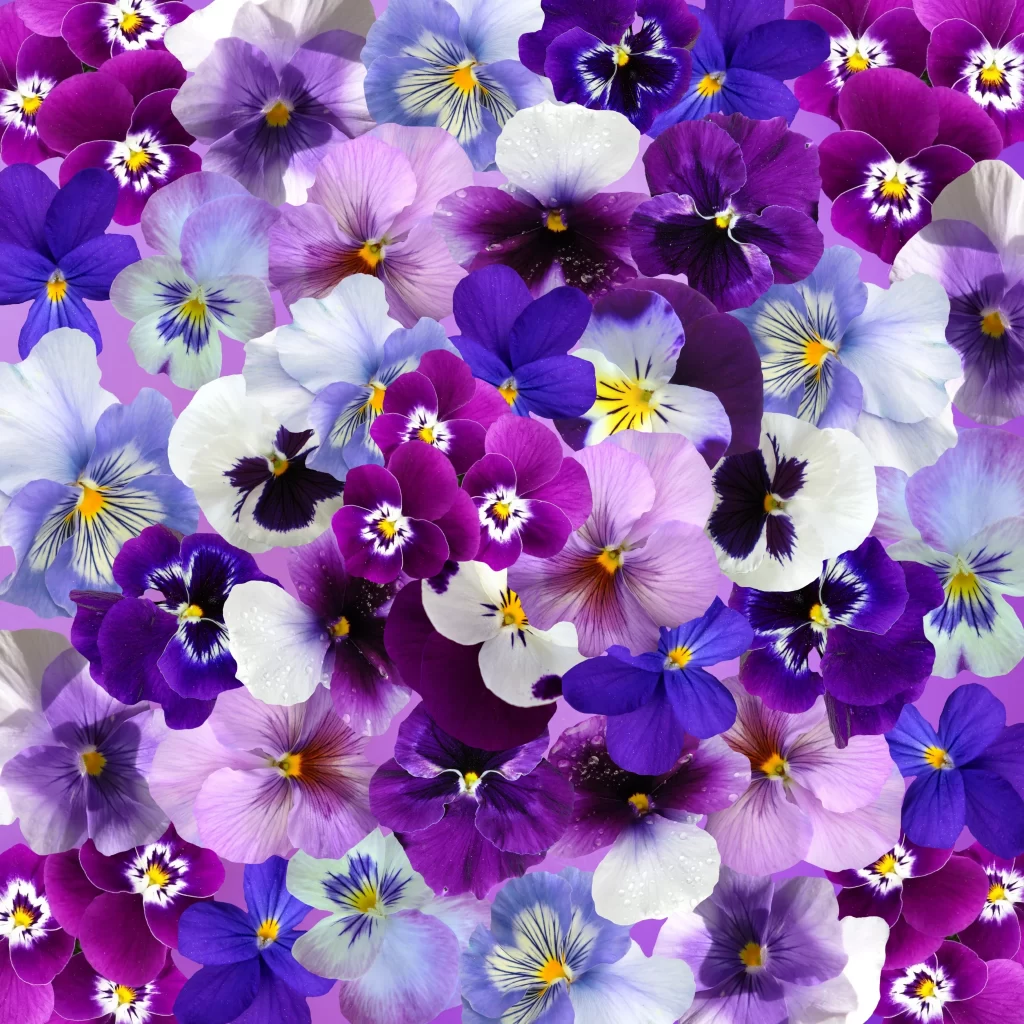 Purple Blue White Yellow Petals Pansy Flower