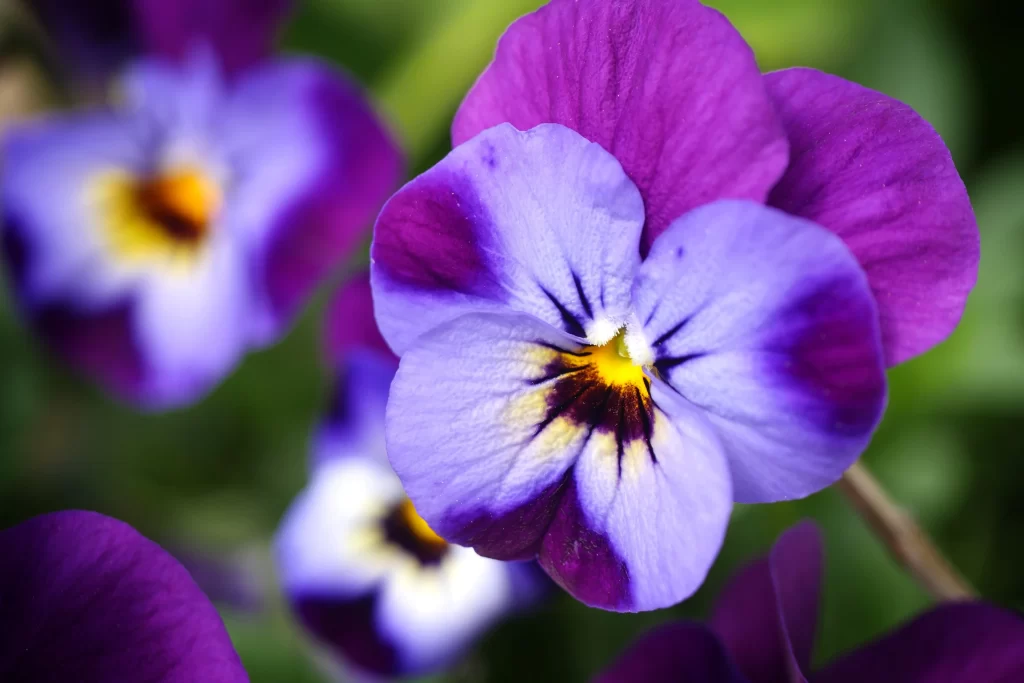 Purple Blue Yellow Pansy Petals Center