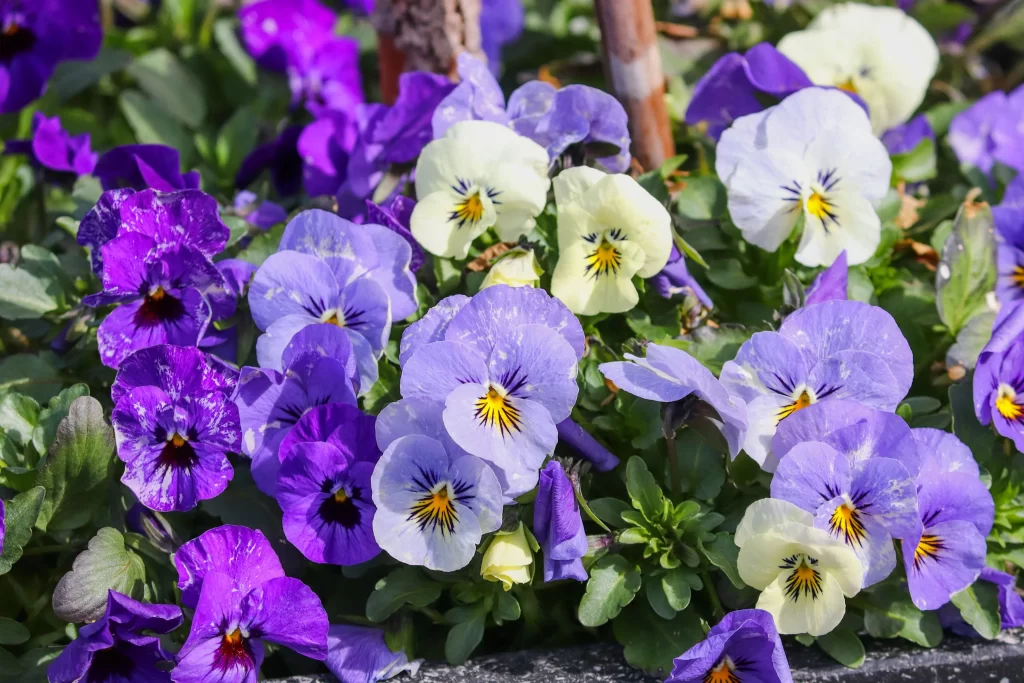Purple Blue Yellow Pansy Petals Bright Colorful