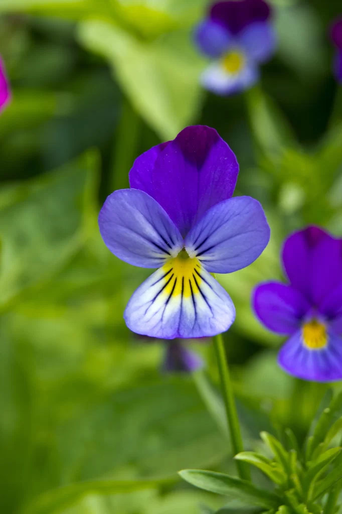Purple Blue Yellow Petals Center Garden