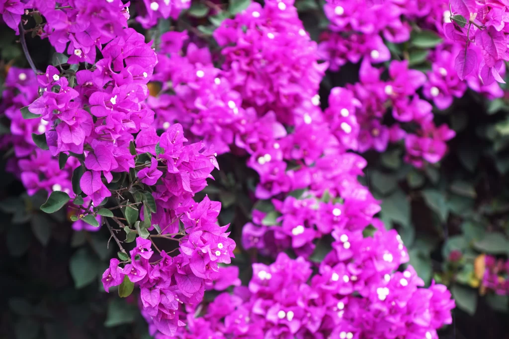 Purple Bougainvillea Dense Petals Green Leaves