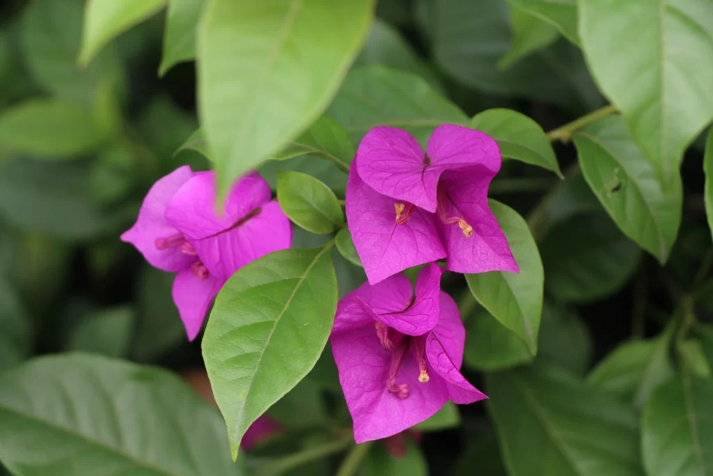 Purple Bougainvillea Heart-shaped Petals Green Leaves