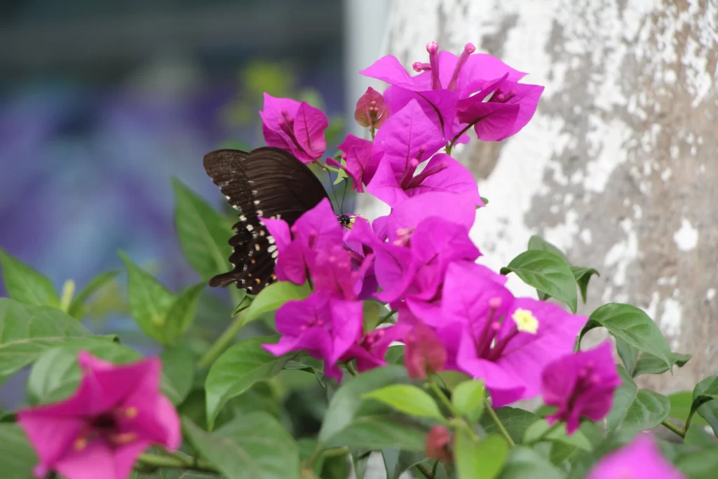 Purple Bougainvillea Petals Butterfly