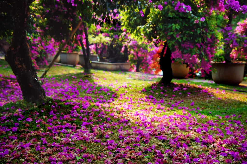 Purple Bougainvillea Petals Dense Sunlit