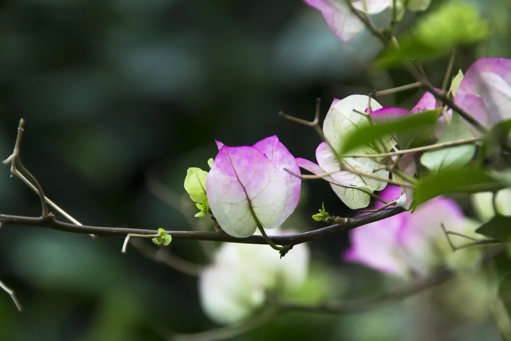 Purple Bougainvillea Petals Branch Greenery