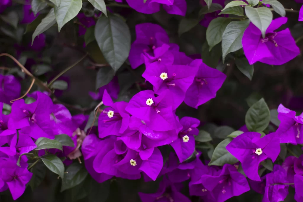 Purple Bougainvillea Petals Leaves Bright