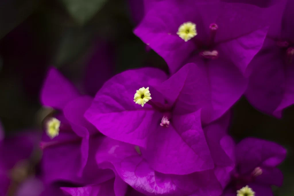 Purple Bougainvillea Petals Yellow Center