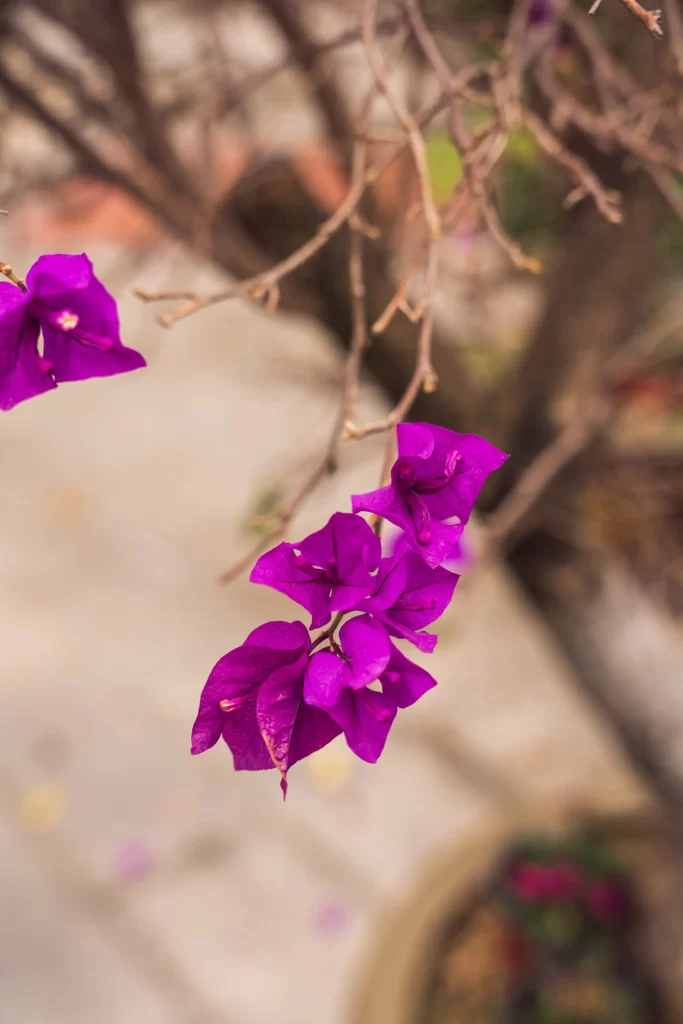 Purple Bougainvillea Petals Branches
