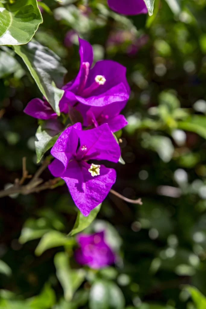 Purple Bougainvillea Petals Bright Green Leaves