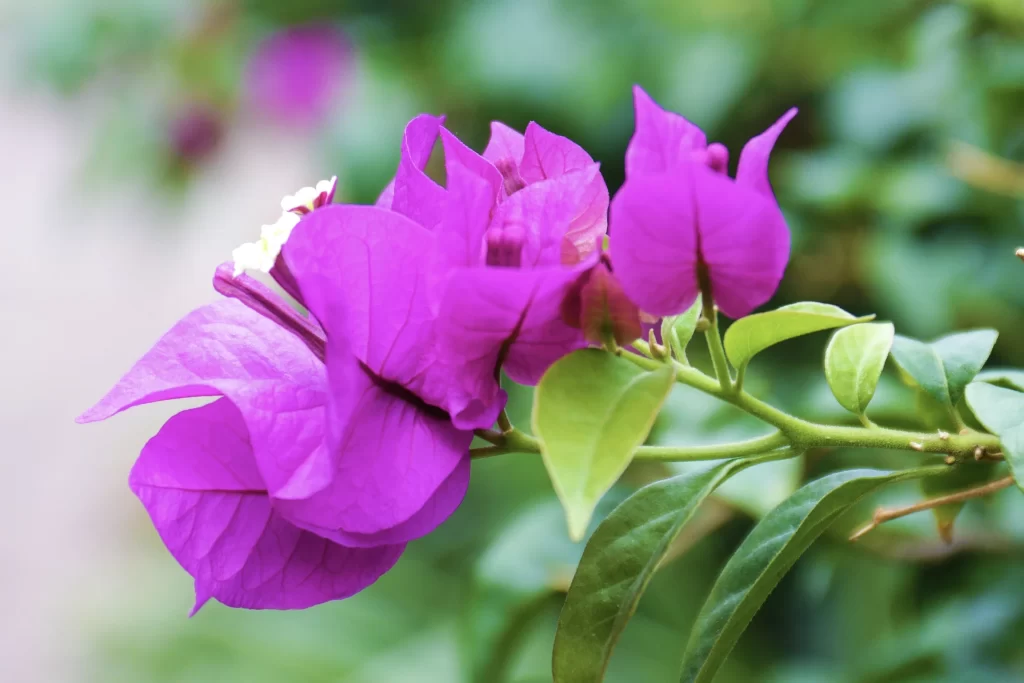 Purple Bougainvillea Petals Green gray Leaves