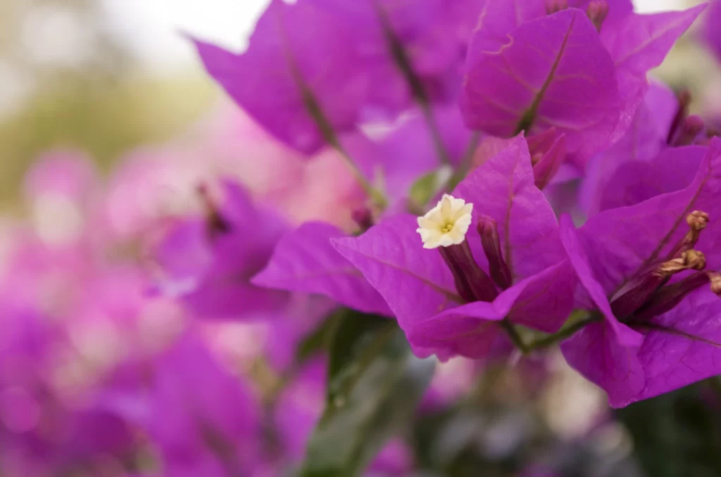 Purple Bougainvillea Petals Bloom Stamen
