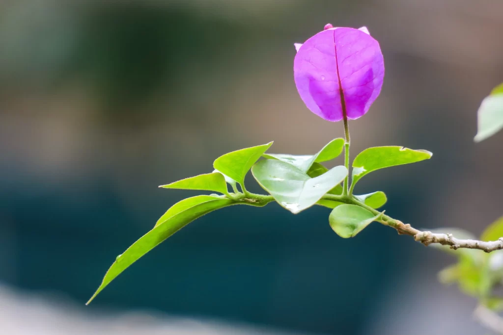 Purple Bougainvillea Petals Green gray Leaves