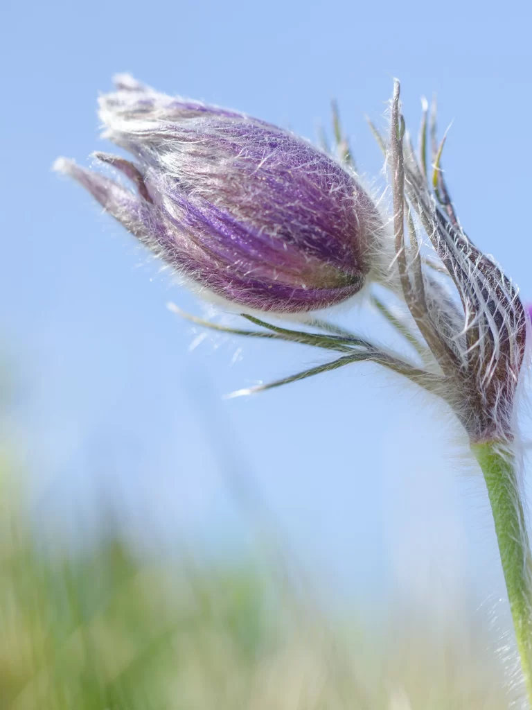 Purple Bud Fuzzy Petals Green Stem