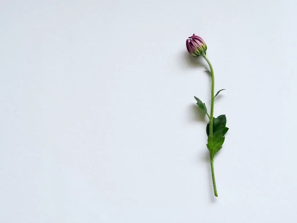 Purple Bud Petals Green Stem Leaves