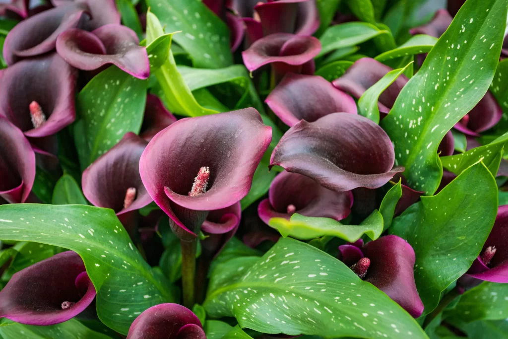 Purple Calla Lily Blooms Petals Green Leaves Speckled