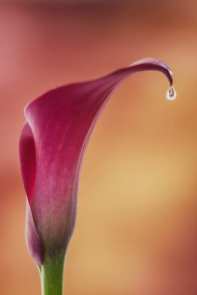 Purple Calla Lily Petal Waterdrop