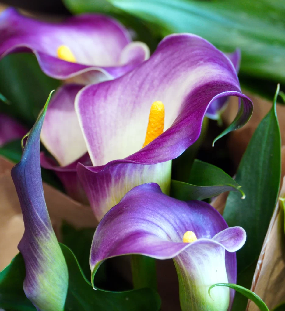 Purple Calla Lily Petals Yellow Spadix Green Leaves