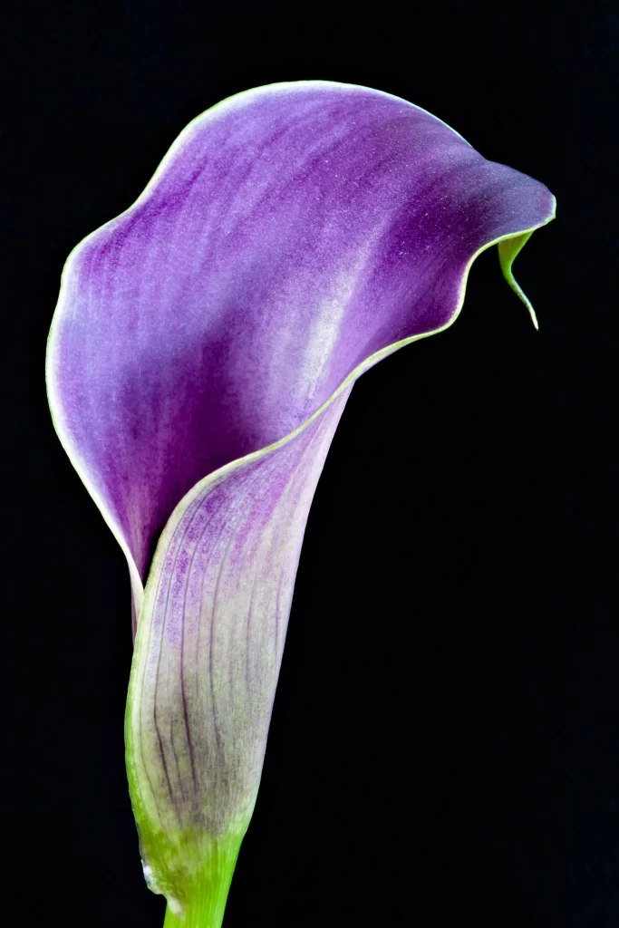 Purple Calla Lily Petals Wavy Edges Green Stem