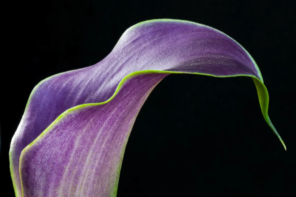 Purple Calla Lily Petals Curved Edges Green