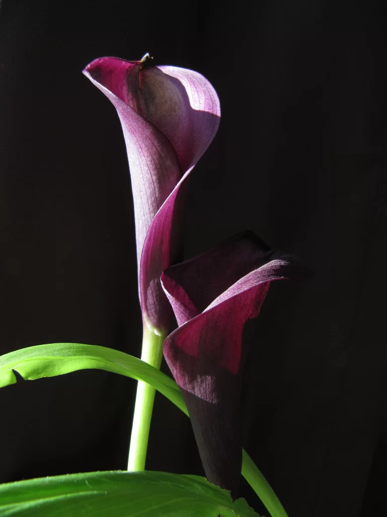 Purple Calla Lily Petals Green dark Leaves
