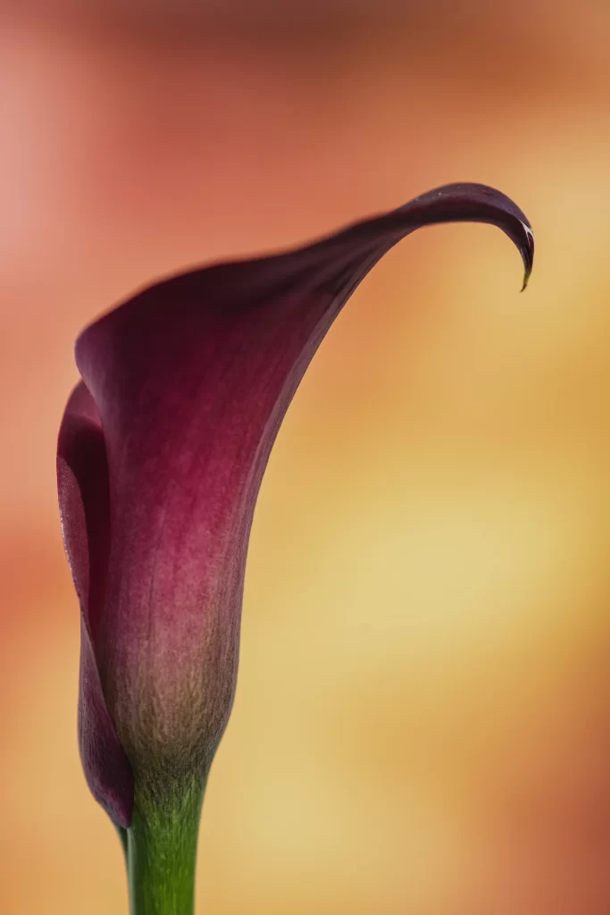 Purple Calla Lily Petals Curved warm Stem