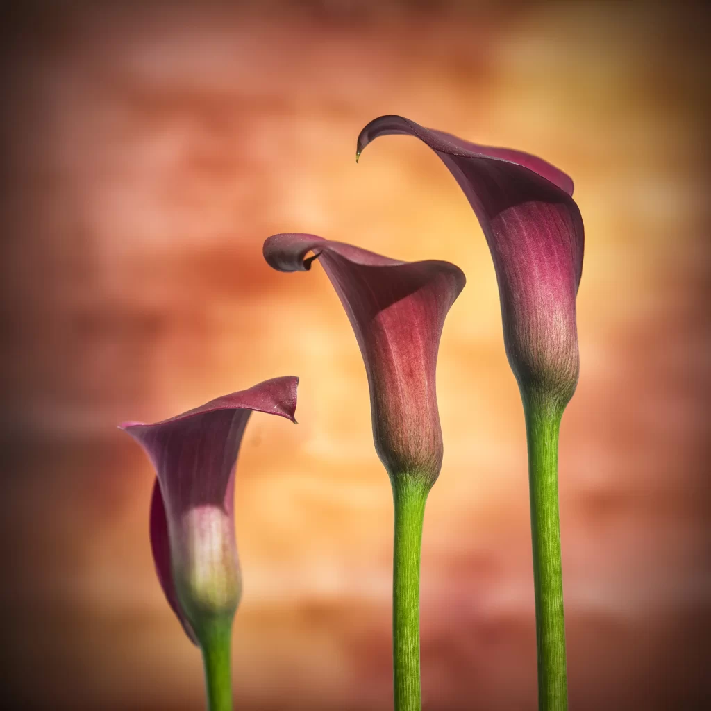 Purple Calla Lily Petals Green Stems
