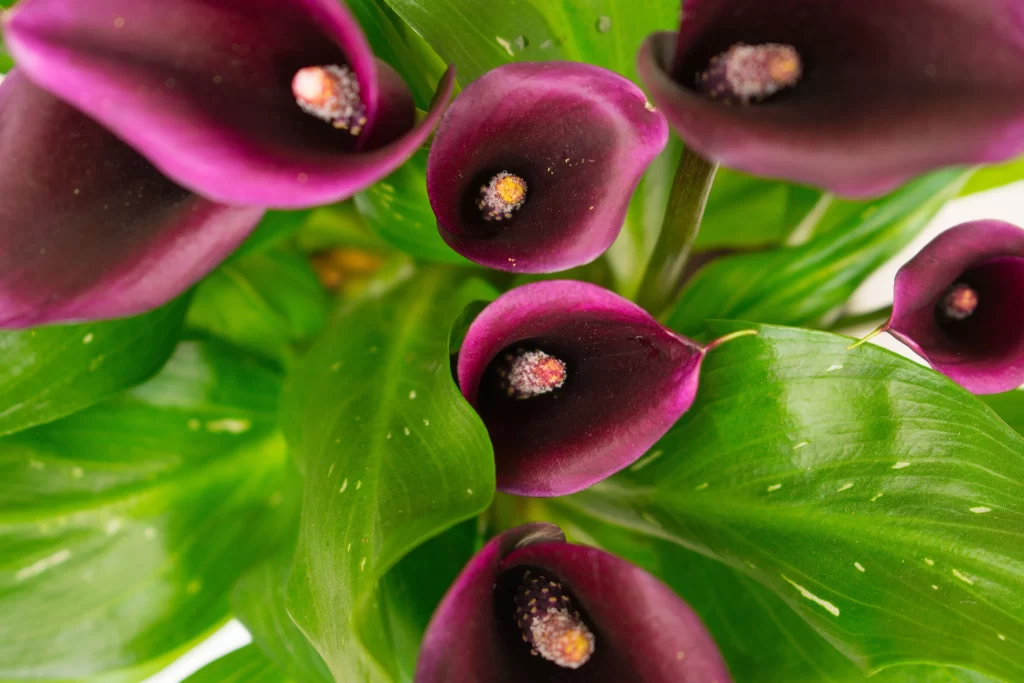 Purple Calla Lily Petals Green warm Leaves