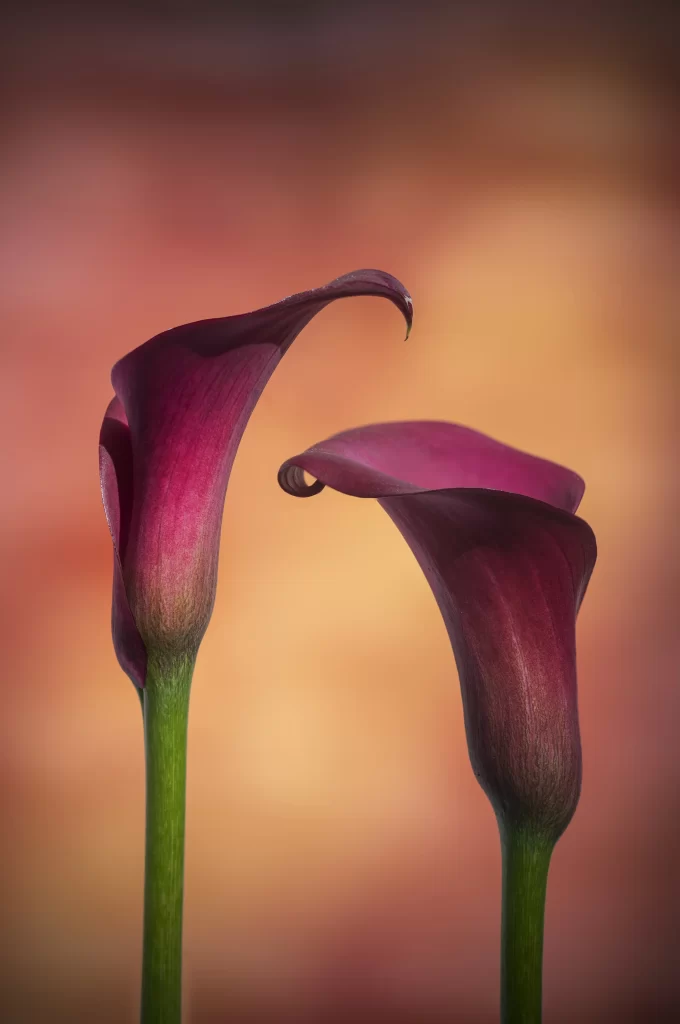 Purple Calla Lily Petals Curved Stems